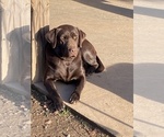 Small Photo #1 Labrador Retriever Puppy For Sale in GREAT FALLS, SC, USA