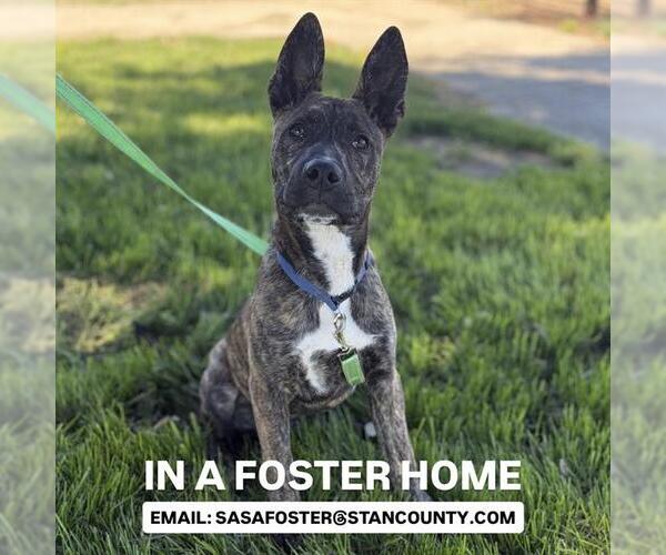 Medium Photo #1 German Shepherd Dog-Unknown Mix Puppy For Sale in Modesto, CA, USA