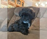 Puppy Rockie Maltipoo