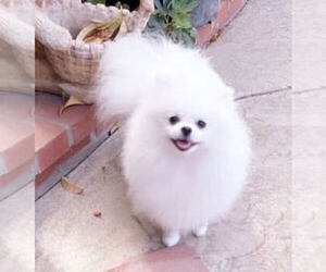 Pomeranian Puppy for sale in RESEDA, CA, USA