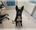 WILLIAM - Male Border Collie-Unknown Mix Dog for Adoption - Small photo