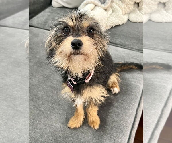 Medium Photo #2 Mutt Puppy For Sale in Corona, CA, USA