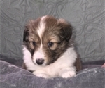 Puppy Puppy 3 Shetland Sheepdog