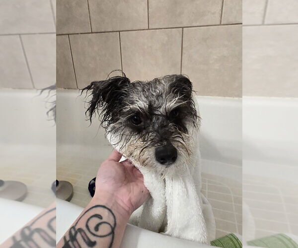 Medium Photo #3 Poodle (Miniature)-Unknown Mix Puppy For Sale in Pacifica, CA, USA