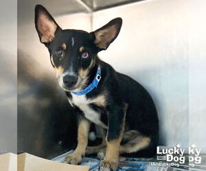 Australian Kelpie-Unknown Mix Dogs for adoption in Washington, DC, USA