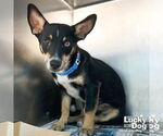Small Australian Kelpie Mix