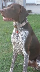 Father of the German Shorthaired Pointer puppies born on 08/04/2017