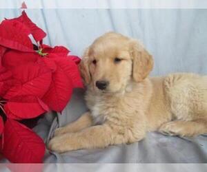 Golden Retriever Puppy for sale in SHILOH, OH, USA