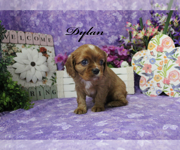 Medium Photo #5 Cavalier King Charles Spaniel Puppy For Sale in CHANUTE, KS, USA