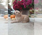Small #1 Golden Retriever