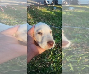Labrador Retriever Puppy for sale in FLEMING ISLE, FL, USA