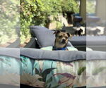 Small #6 Chihuahua Mix