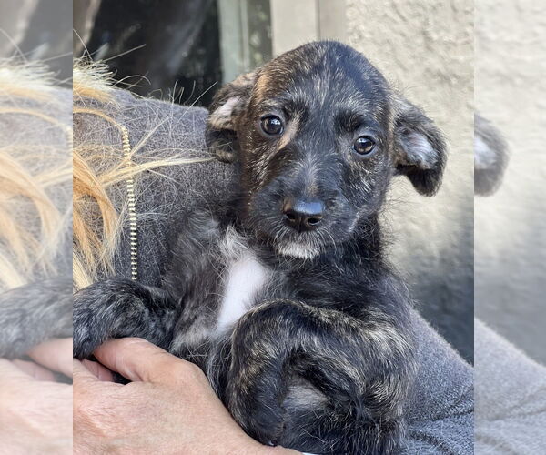 Medium Photo #1 Labrador Retriever-Unknown Mix Puppy For Sale in Dana Point, CA, USA