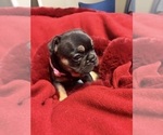 Small #4 French Bulldog