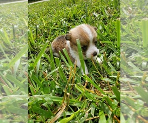 Pembroke Welsh Corgi Puppy for sale in RICHLAND, MO, USA
