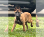 Puppy Harper Belgian Malinois