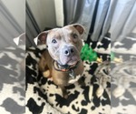Small #2 American Pit Bull Terrier Mix