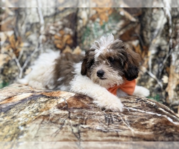 Medium Photo #2 ShihPoo Puppy For Sale in LAKELAND, FL, USA