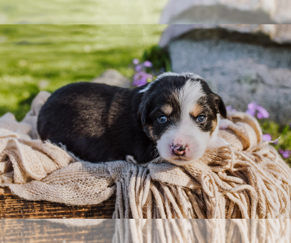 Medium Photo #6 Australian Shepherd Puppy For Sale in NEW MADISON, OH, USA