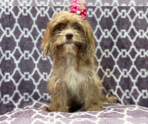 Cock-A-Tzu Puppy for sale in LAKELAND, FL, USA