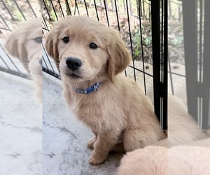 Golden Retriever Puppy for sale in PORTALES, NM, USA