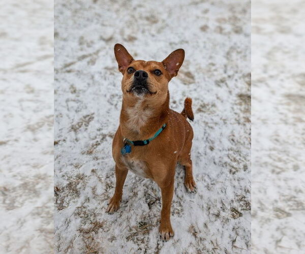 Medium Photo #6 Boston Terrier-Unknown Mix Puppy For Sale in Shermans Dale, PA, USA