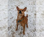 Small #5 Boston Terrier Mix