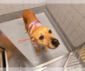 Boxador Dogs for adoption in Orange, CA, USA