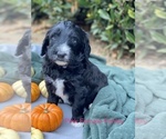 Puppy 5 Goldendoodle-Poodle (Miniature) Mix