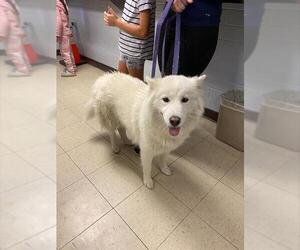 Siberian Husky Dogs for adoption in Stockton, CA, USA