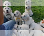 Small #2 English Cream Golden Retriever