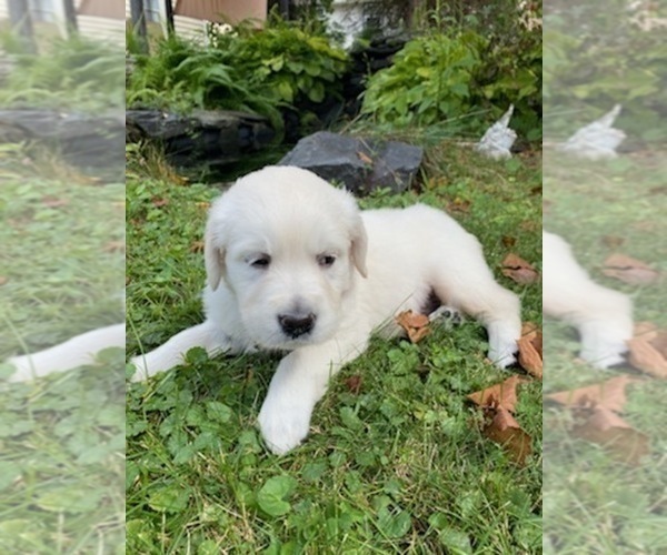 Medium Photo #28 English Cream Golden Retriever Puppy For Sale in ARCHBALD, PA, USA