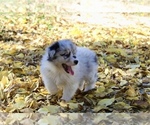 Small #2 Australian Shepherd
