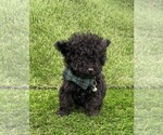 Small #6 Poodle (Toy)