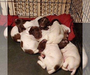 German Shorthaired Pointer Puppy for sale in FORT LEAVENWORTH, KS, USA