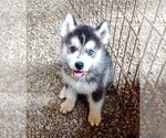 Puppy Frankie Siberian Husky