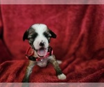 Puppy 6 Chinese Crested