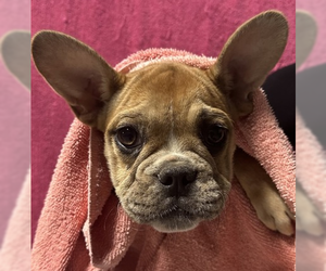 French Bulldog-Unknown Mix Dogs for adoption in Woodbury, NY, USA