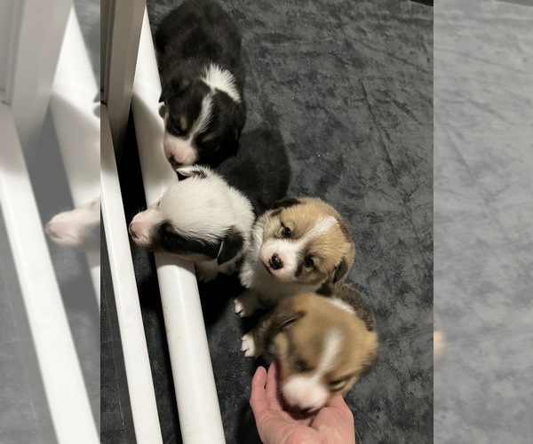 Medium Photo #2 Pembroke Welsh Corgi Puppy For Sale in SARATOGA, WY, USA