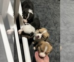 Brownie - Male Pembroke Welsh Corgi Puppy for Sale - Photo #2