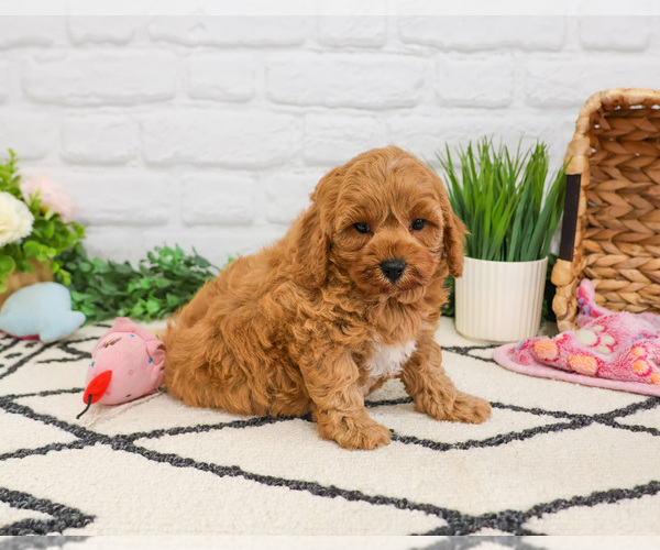 Medium Photo #5 Cavapoo (Miniature) Puppy For Sale in SYRACUSE, IN, USA