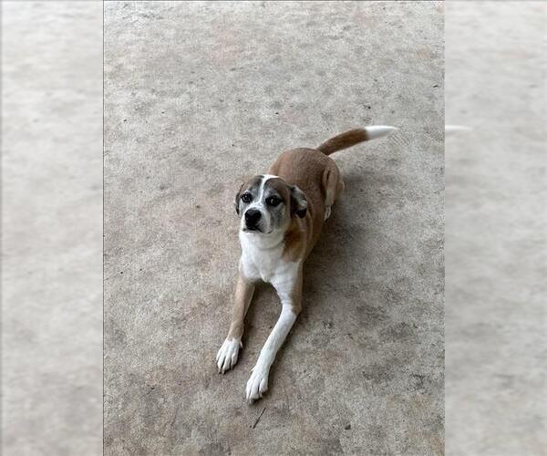 Medium Photo #1 Bogle Puppy For Sale in Conroe, TX, USA