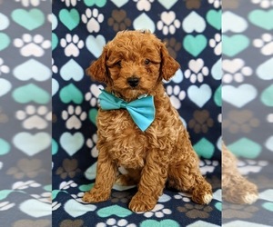 Goldendoodle (Miniature) Puppy for sale in NOTTINGHAM, PA, USA