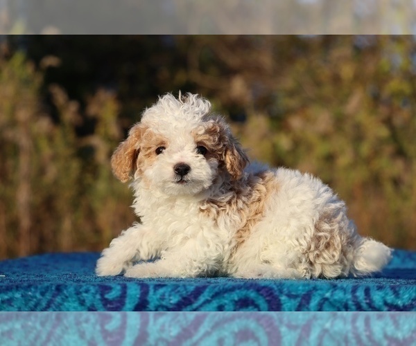 Medium Photo #6 Goldendoodle (Miniature) Puppy For Sale in DYERSBURG, TN, USA