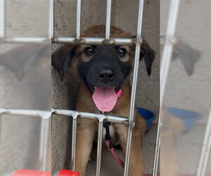 German Shepherd Dog-Unknown Mix Dogs for adoption in Oklahoma City, OK, USA