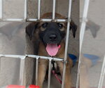 Small German Shepherd Dog Mix