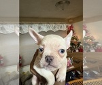Small Photo #6 French Bulldog Puppy For Sale in WEST DEPTFORD, NJ, USA