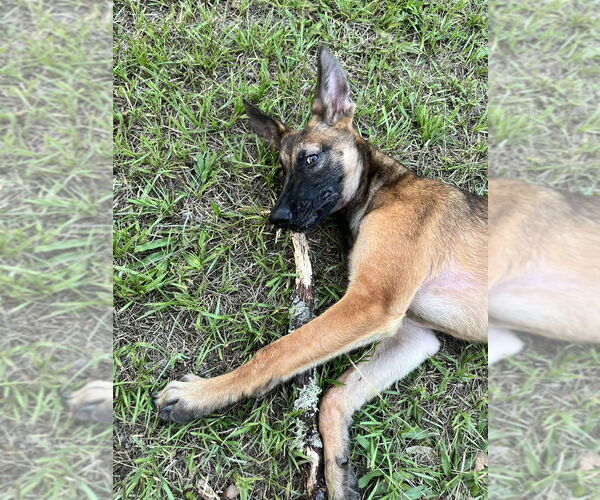 Medium Photo #6 German Shepherd Dog-Unknown Mix Puppy For Sale in Imlay City, MI, USA