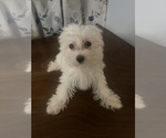Small #19 Maltese