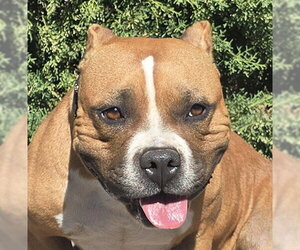 Bulldog Dogs for adoption in Albuquerque, NM, USA